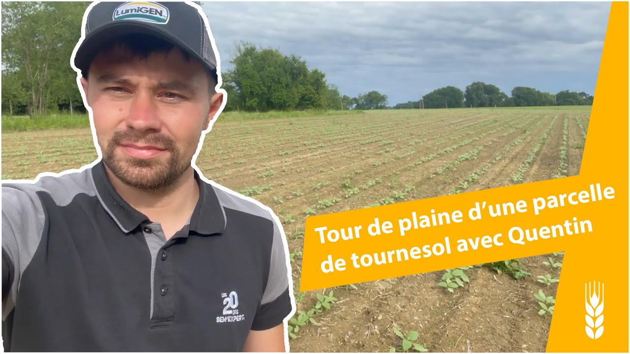 Tour de plaine d’une parcelle de tournesol avec Quentin