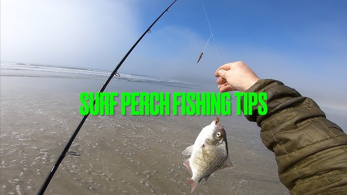 Catching Surf Perch in Gold Beach. Oregon Redtail Fishing 