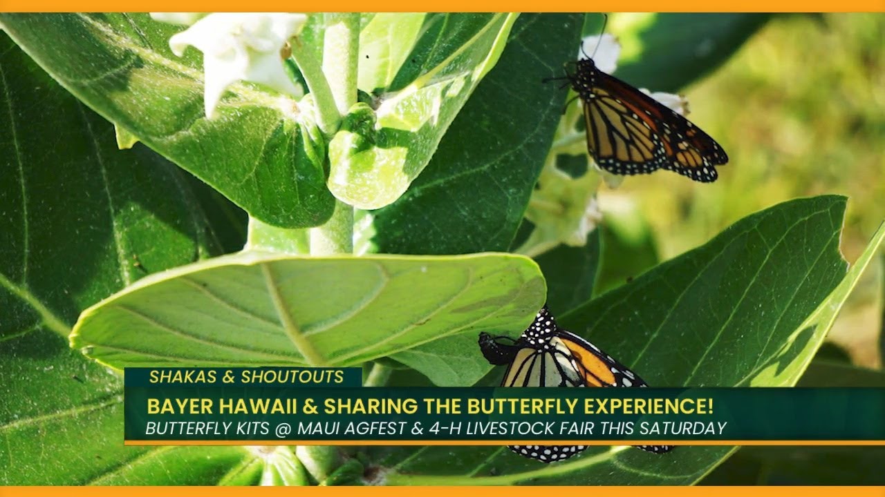 Shakas & Shoutouts:  Rainbows, butterflies, and Big Island blues