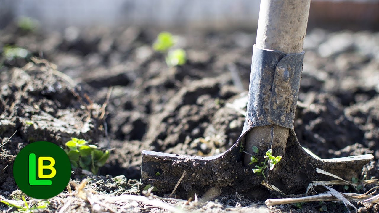 Posadite sad i uživajte u plodovima na proleće. Evo šta se sadi u jesen
