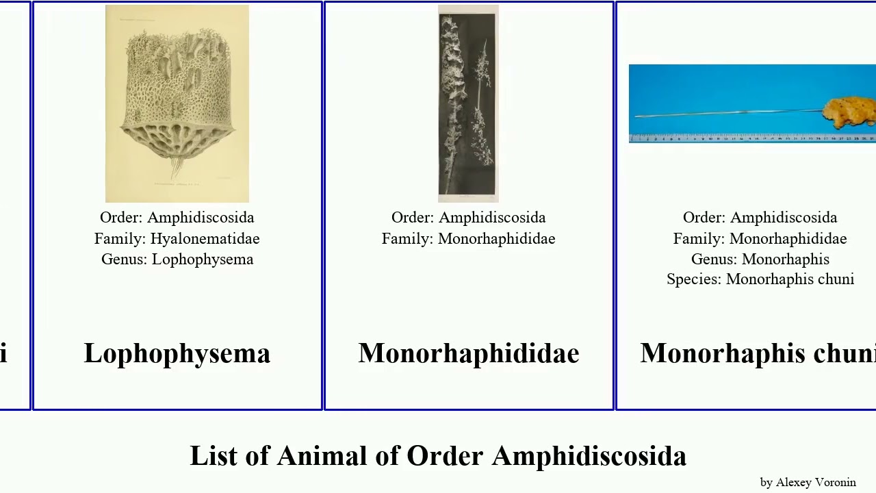 List of Animal of Order Amphidiscosida hyalonema amadou alcocki Poliopogon Sweet Lophophysema