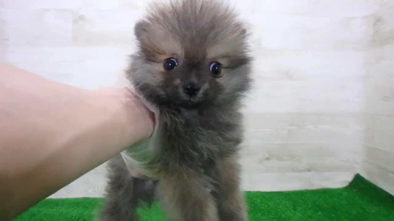 Coo&RIKU No.00746421 ポメラニアン - YouTube