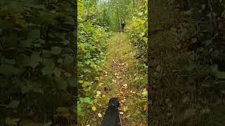 Walking Through The Woods