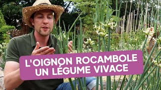 Loignon Rocambole, Une Curieux Légume Vivace