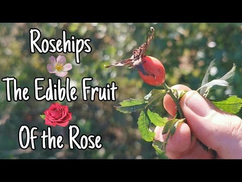 Rosehips The Edible Fruit Of The Rose🌹Facts, Identification, History, Uses & More
