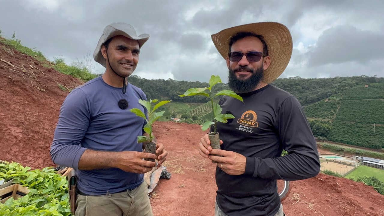 Como Plantar Café do Jeito Certo e Ter Alta Produção!