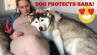 can dogs sense if you are pregnant