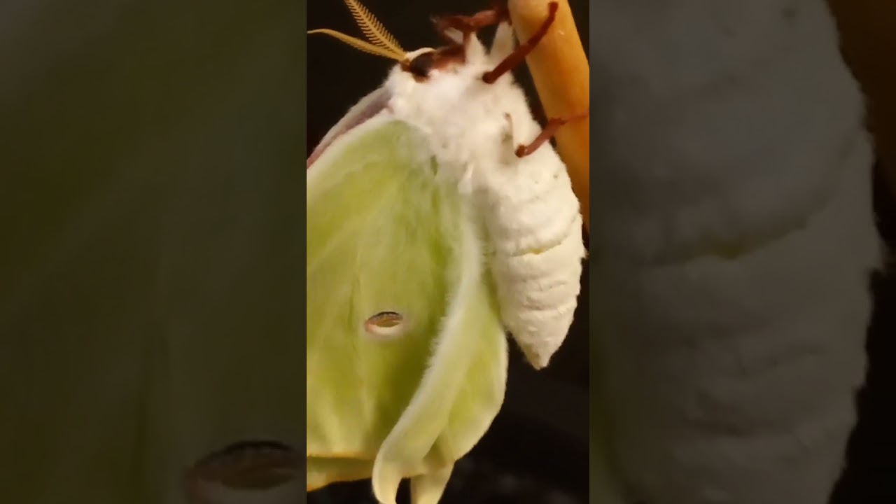 Fluffy, Fuzzy, Furry, Hairy, Nappy, American Moon Moth. Actias luna, Saturniidae. Kyiv, Ukraine.