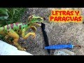 Dino y el juego de formar letras con los paraguas con Bebé | Vídeos de dinosaurios para niños