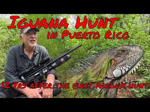Airgun Adventure in Puerto Rico 2025 I My Favorite iguana Hunt