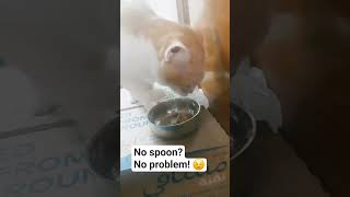 No spoon? no problem.! daisy cat feeding time
