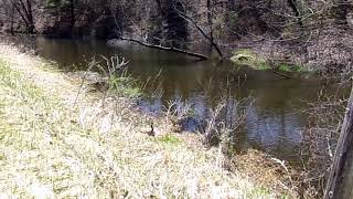 I Notice, I Wonder, It Reminds Me Of: Upham Woods Inquiry Activity