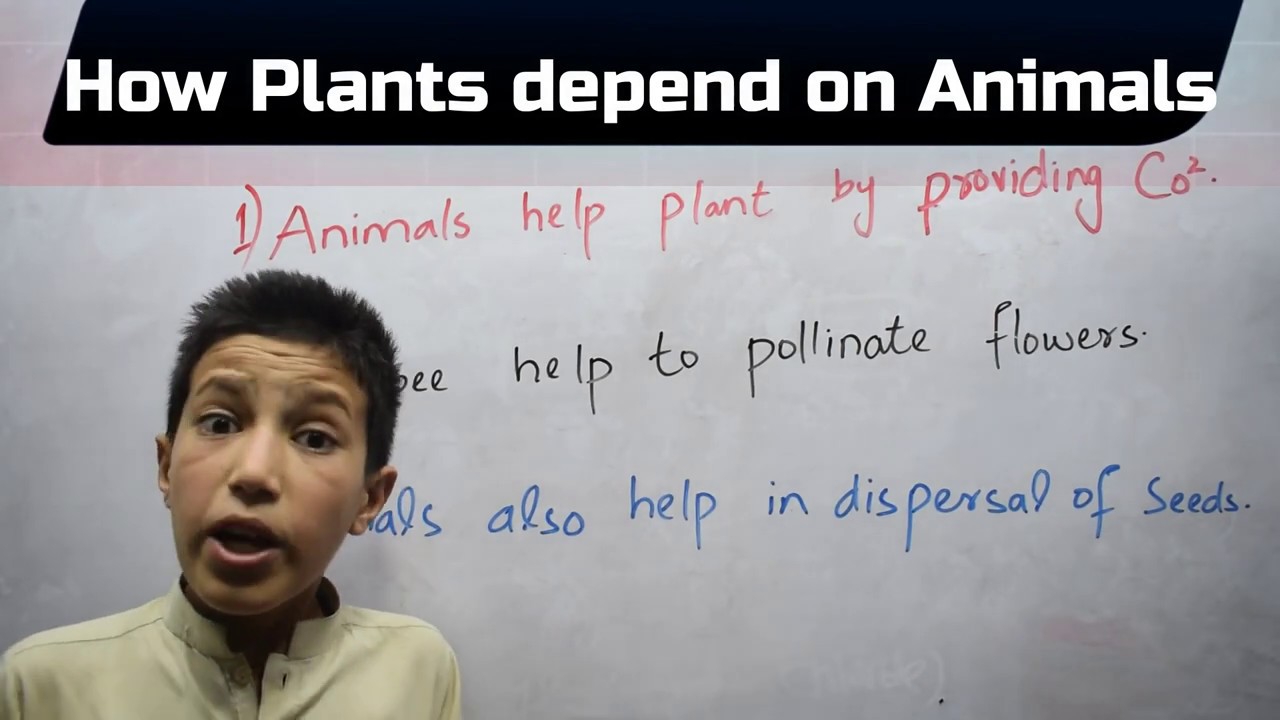 How Plants Depend On Animals? - YouTube