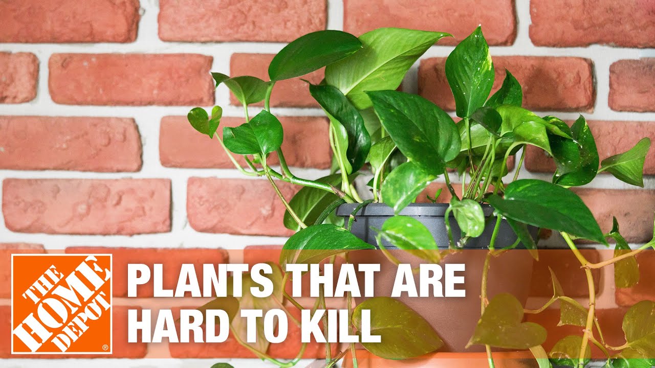 5 Easy Indoor Plants You Can't Kill - The Home Depot