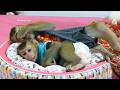 Too Tired To Move! 🥰 Watch Baby Monkeys Dodo And Donal Prepare For Bedtime
