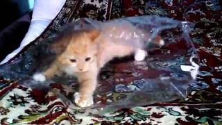 Котик играет с прозрачным пакетиком