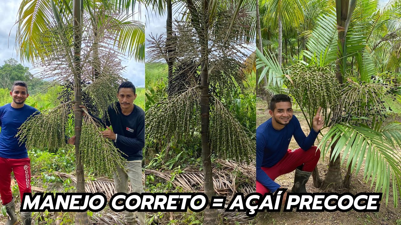 COMO TER MUITA PRODUÇÃO NO AÇAIZAL + MANEJO CORRETO. @Jhonatan Moraes