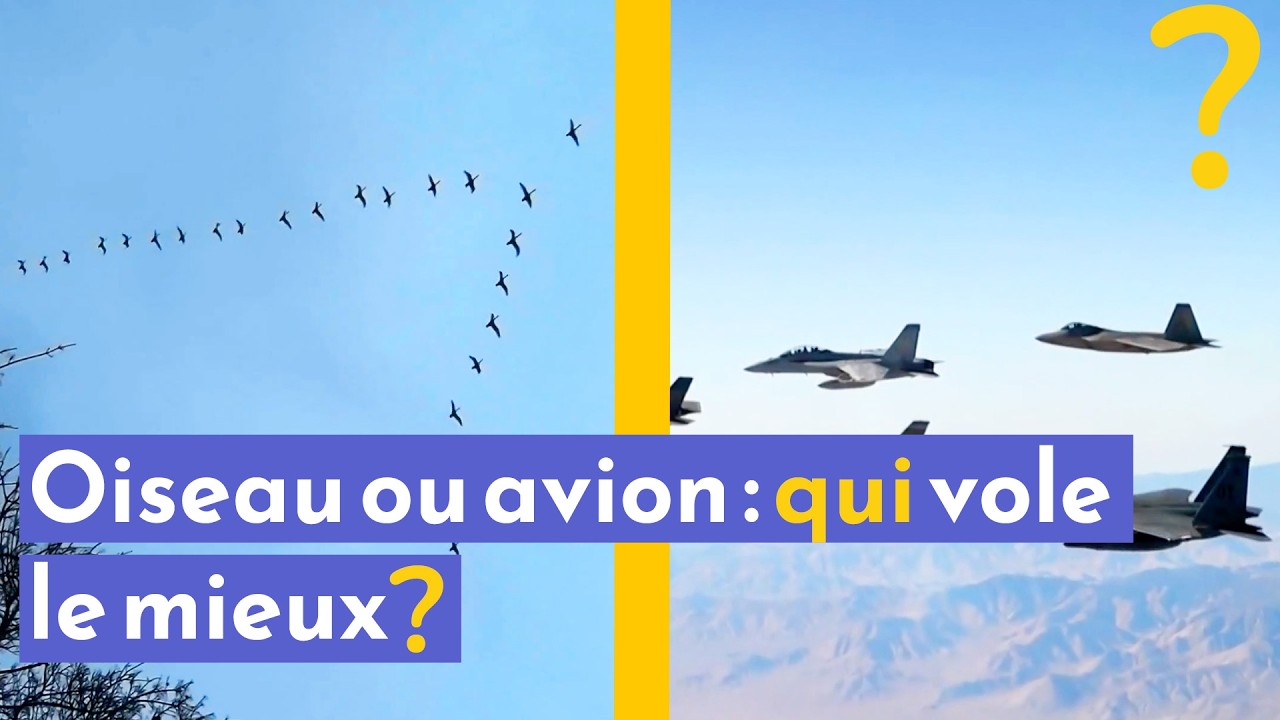 La VRAIE raison qui fait que les oiseaux peuvent voler !