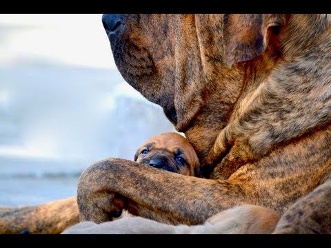 Красивые собаки - Фила Бразилейро Fila Brasileiro