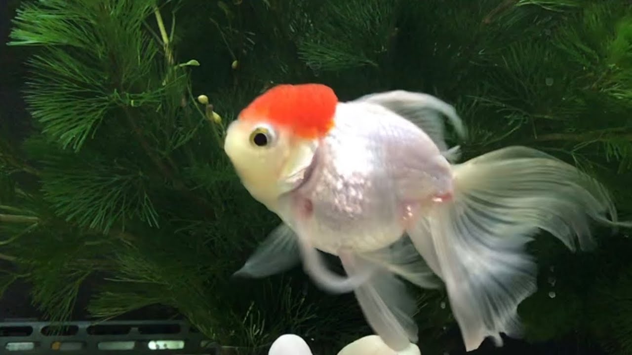 丹頂金魚 尾腐れから 完治までもう少し Youtube 丹頂金魚 尾腐れから 完治までもう少し Youtube