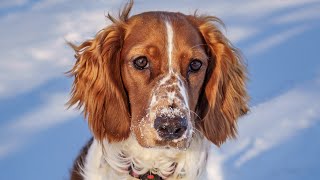 Year 1 Already!  Welsh Springer Spaniel Puppy First Year in Photos by Fiddle and Furry 6,860 views 1 year ago 2 minutes, 38 seconds