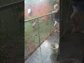 cuando el Perro el con agua risa