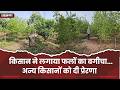 किसान ने लगाया फलों का बगीचा...अन्य किसानों को दी प्रेरणा