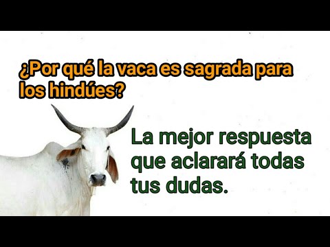 Video: Por Qué Una Vaca Es Un Animal Sagrado