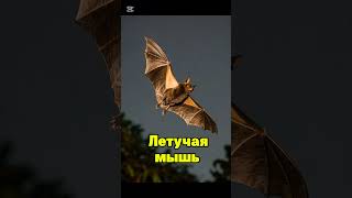 #викторина #тестнаэрудицию