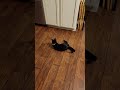 3 Legged black cat 🐱  play with stick