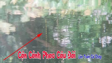 Cận cảnh phao câu đài lên toàn cá chép - nhìn phao sướng tê người