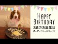 【お誕生日】わんちゃんも入れるレストランでボーダーコリーのリーリエ 3歳のお誕生日会をしてみた！！ / Border Collie Lillie 3rd Birthday