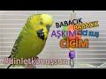 Konuşan Muhabbet Kuşu Fıstık - Cicim babacık aşkım cici kuş