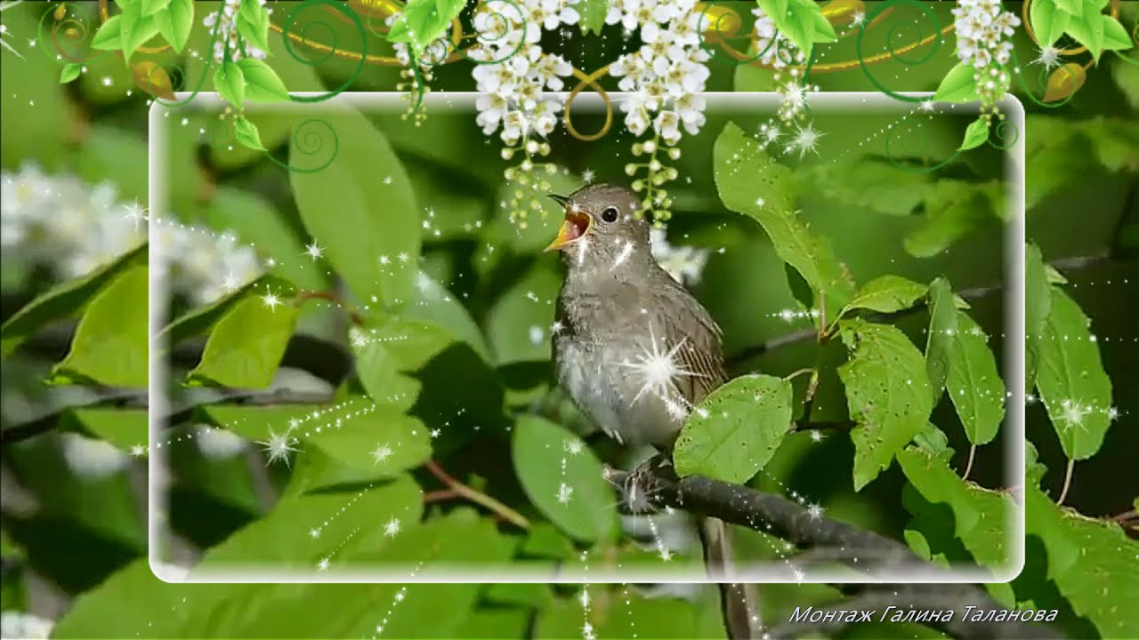 Соловей соловушка звонкая