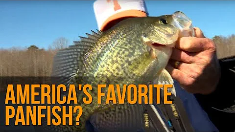 America's Favorite Panfish?