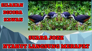 suara pikat burung ruak-ruak,auto nyahut dan merapat versi Babo Hunter