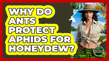 Why Do Ants Protect Aphids For Honeydew? - Reptilian Wonders