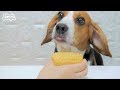 U´ᴥ`U 비글 강아지 먹방 : 달콤달콤 옥수수 ( Beagle / Real Sound / Eating Sound / Eating Show / Mukbang / Dog ASMR )