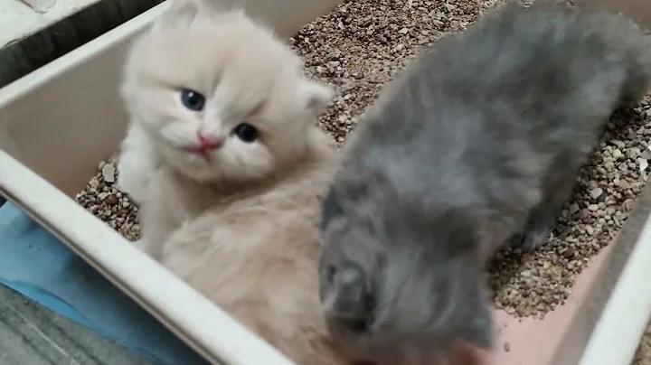 Video 4615881: persian cat training, persian kitten training, kitten litter training