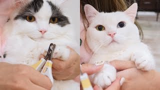Cutest Cat Ever! Nail Trimming ✂