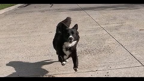 Dog chases Amputee Cyclist Aaron Smith in Gainesville, TX by the boys and girls club. 6/15/2025