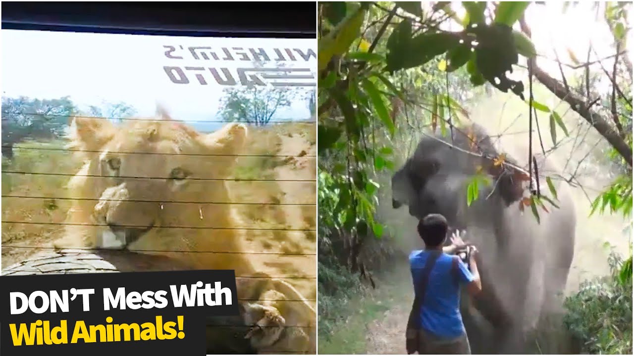 Never mess with wild animals, it can be dangerous! Selection of scary moment captured.