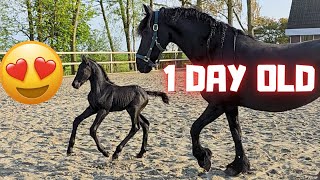 Elvis Has Left The Building... First time outside! He loves to cuddle | Friesian Horses