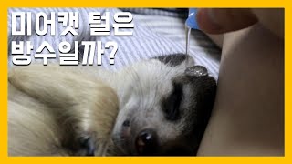 Are meerkats fur waterproof?