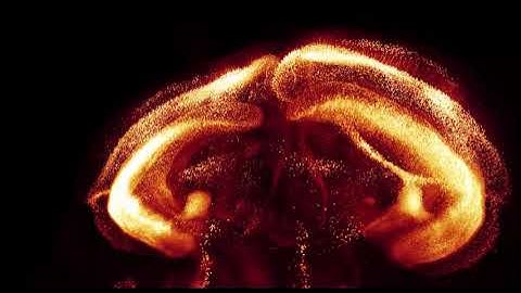 Journey Through Brain