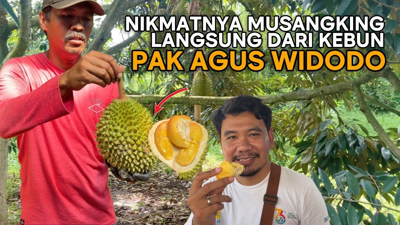 KELILING KEBUN DURIAN PAK AGUS WIDODO | MAKAN DURIAN MUSANGKING YANG BARU JATUH DARI POHON !!!