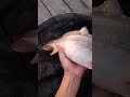 зеркальный карп #fishing #рыбалка #карп