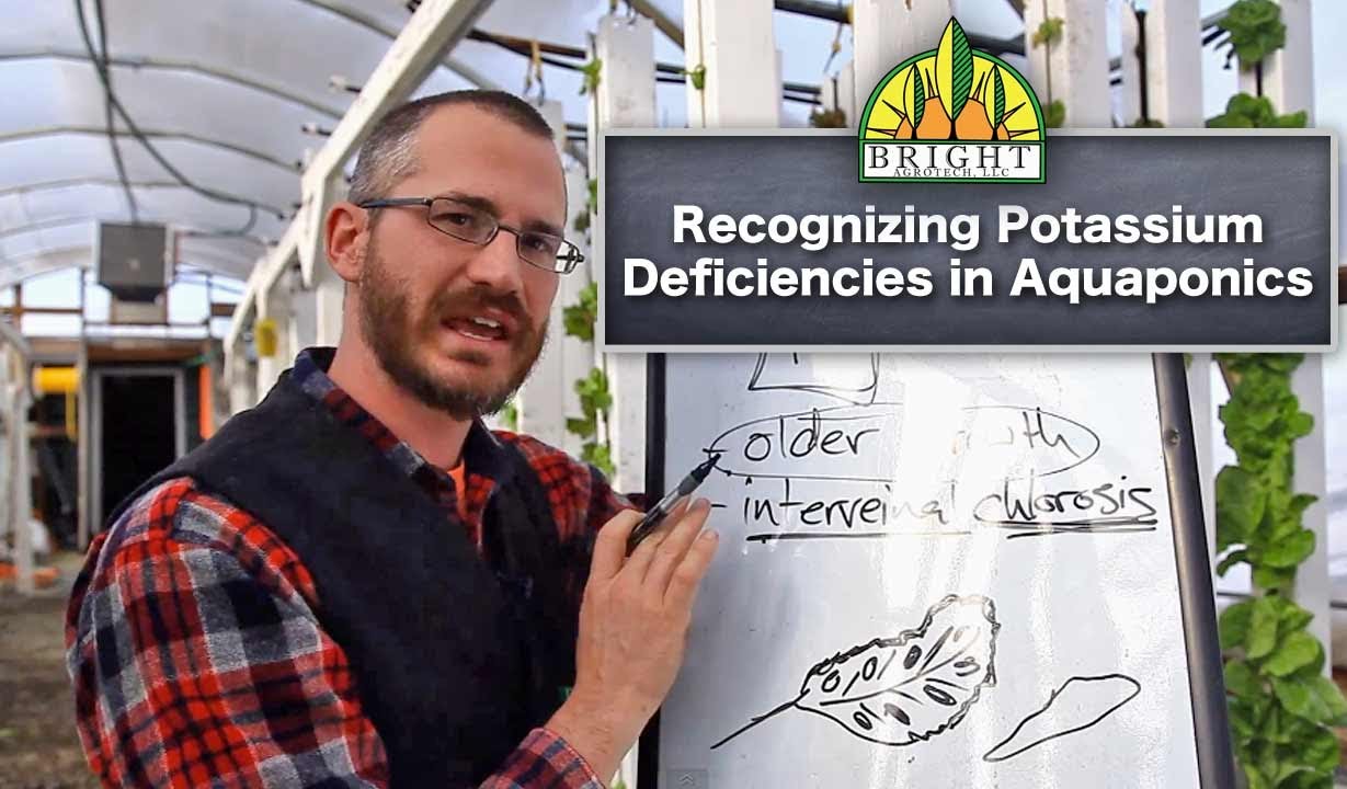 potassium in aquaponics part 3 of 4 - diagnosing