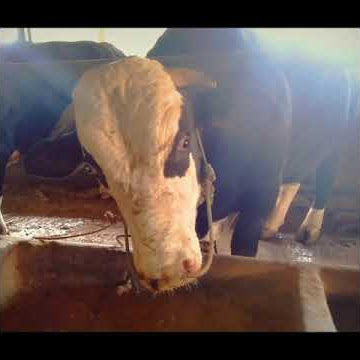 story wa 30 detik versi sapi nih bos senggol dong 🤣🤣