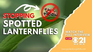 Cbs21 News Stopping Spotted Lanternflies Garden Thoughtfully